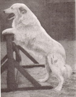 ※古代のドイツ・シェパード犬