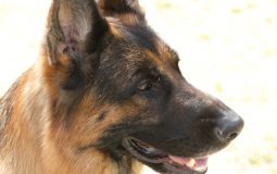 会報Shepherd お詫びと訂正