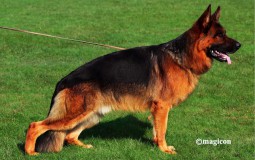 日本ジーガー　成犬優勝犬の写真