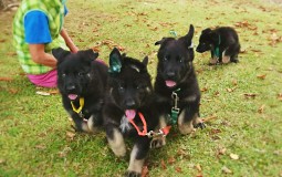 犬の遺伝病セミナーのご案内