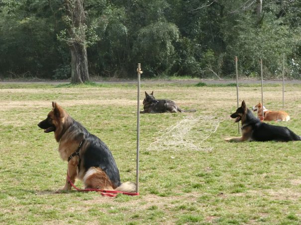 ②犬だけの休止